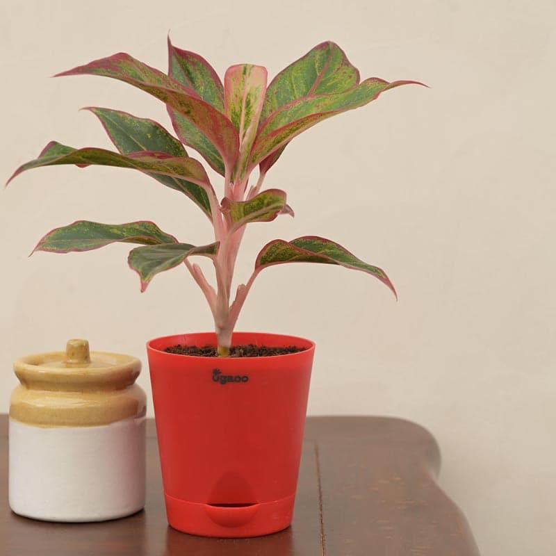 Live Plants