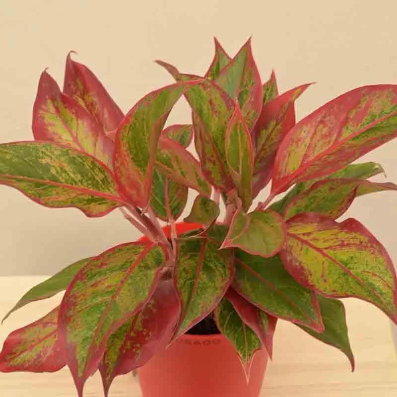 Ugaoo Aglaonema Red Plant - Medium media 5