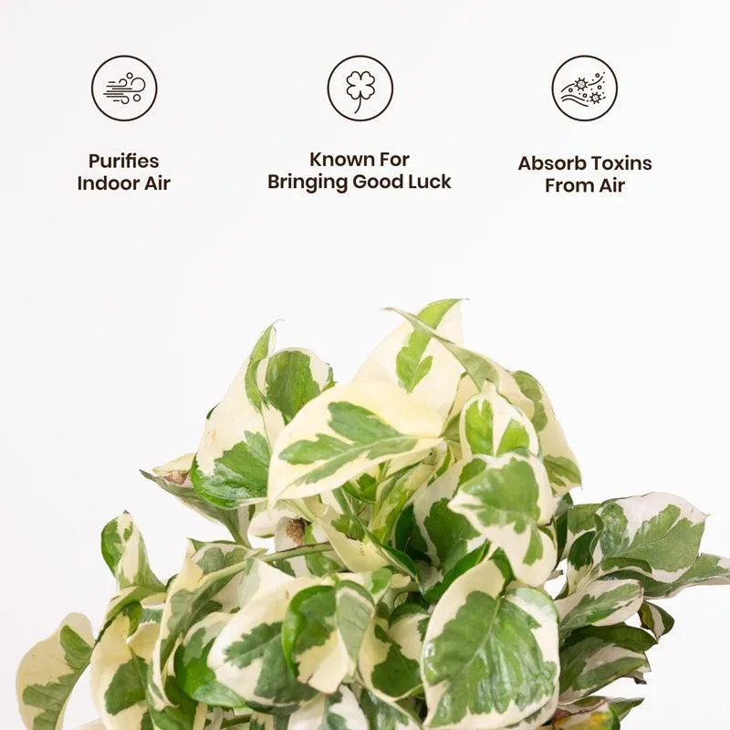 Kyari Money Plant With Metal Self Watering Pot - Green media 3