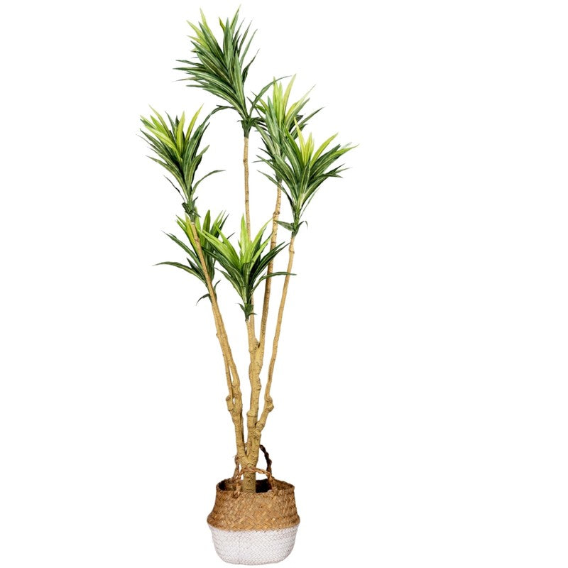 Artificial Yellow Small Leaf Dracaena Plant Without Pot - 3.4 Feet media 4