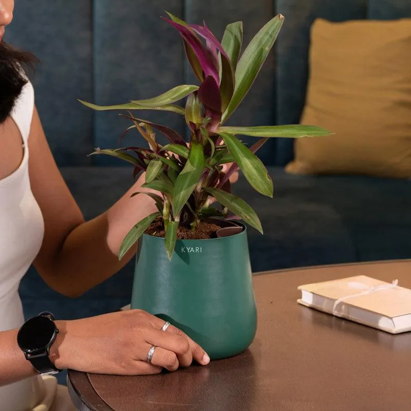 Kyari Oyster Plant With Metal Self Watering Pot - Green media 4
