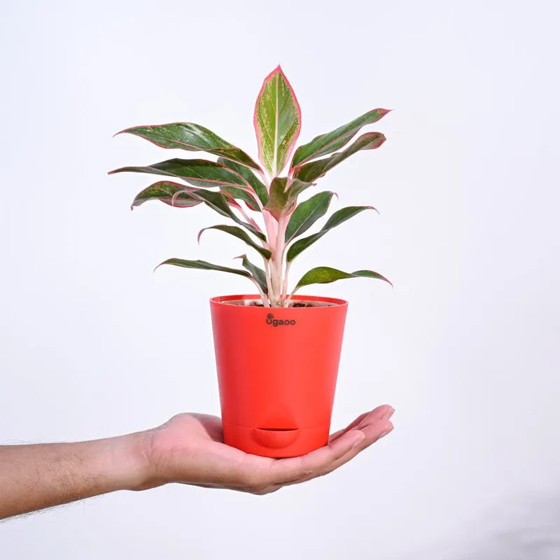 Ugaoo Aglaonema Red Plant - 30cm media 5