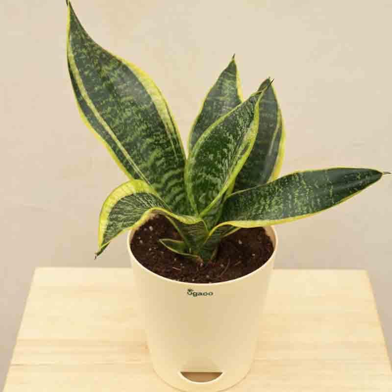 Ugaoo Snake Plant - Futura Superba media 3
