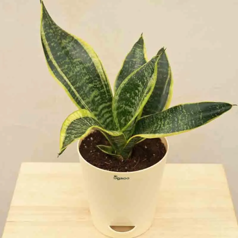Ugaoo Snake Plant - Futura Superba media 3