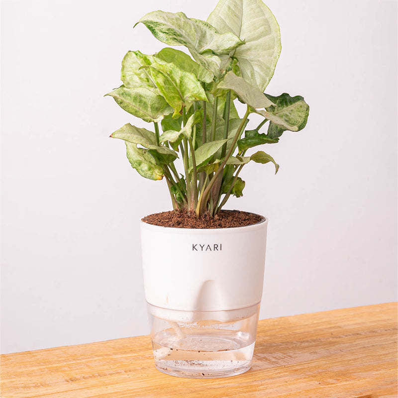 Kyari Syngonium Pixie Plant With Self Watering Pot (White) - 18 cm media 6