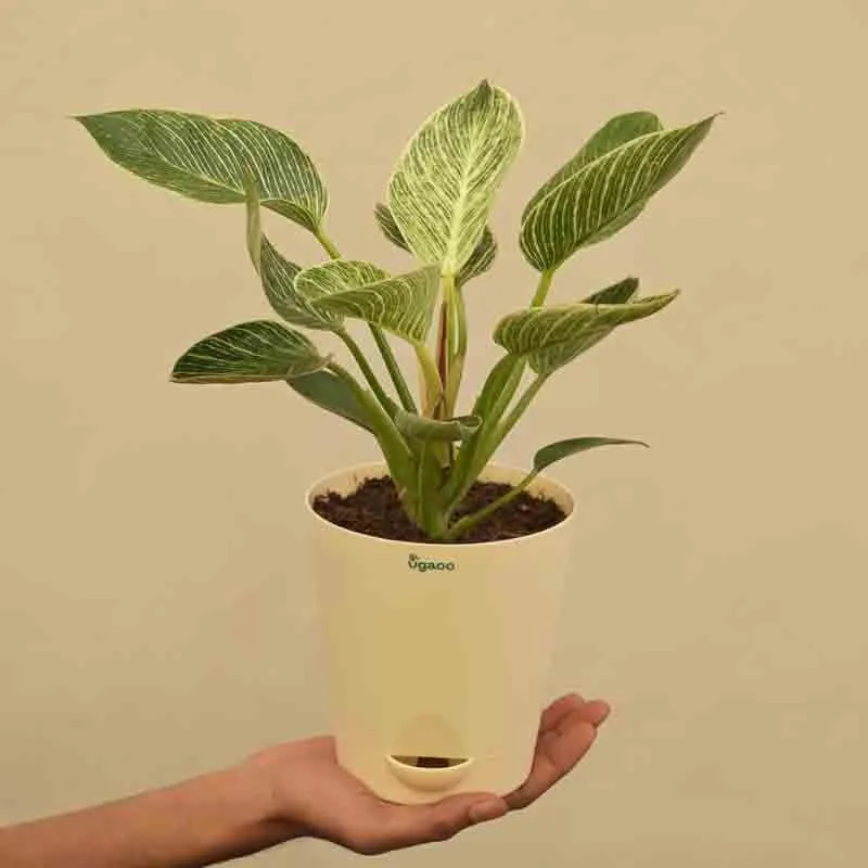 Ugaoo Philodendron Birkin Plant - Medium media 6