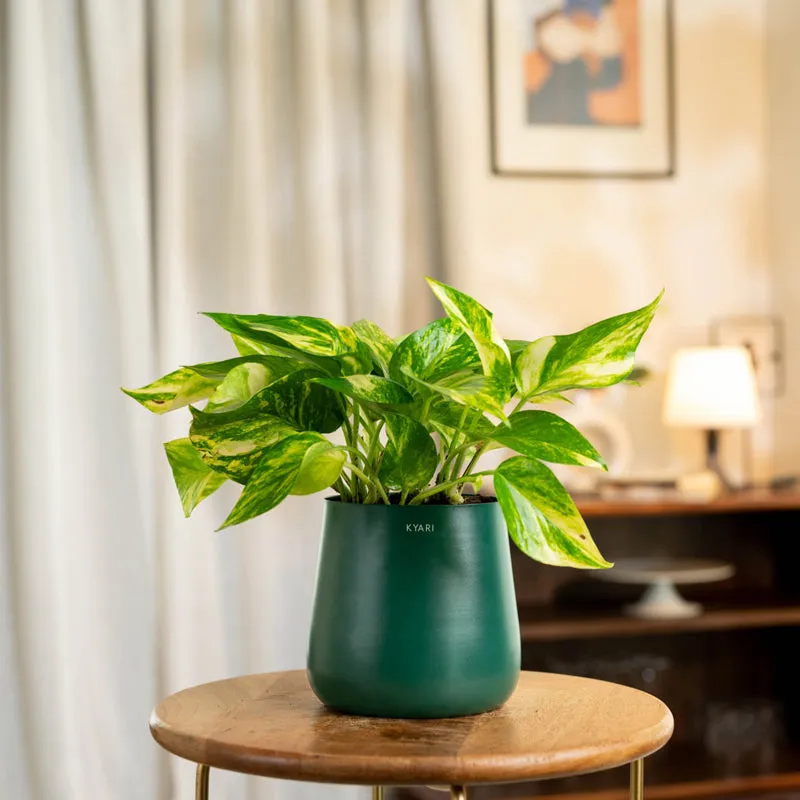 Kyari Areca Palm With Metal Self Watering Pot - Green media 1