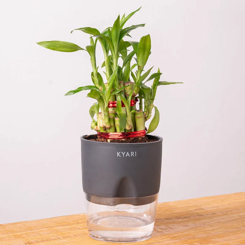 Kyari 2-Layer Lucky Bamboo With Self Watering Pot (Grey) - 18 cm media 6
