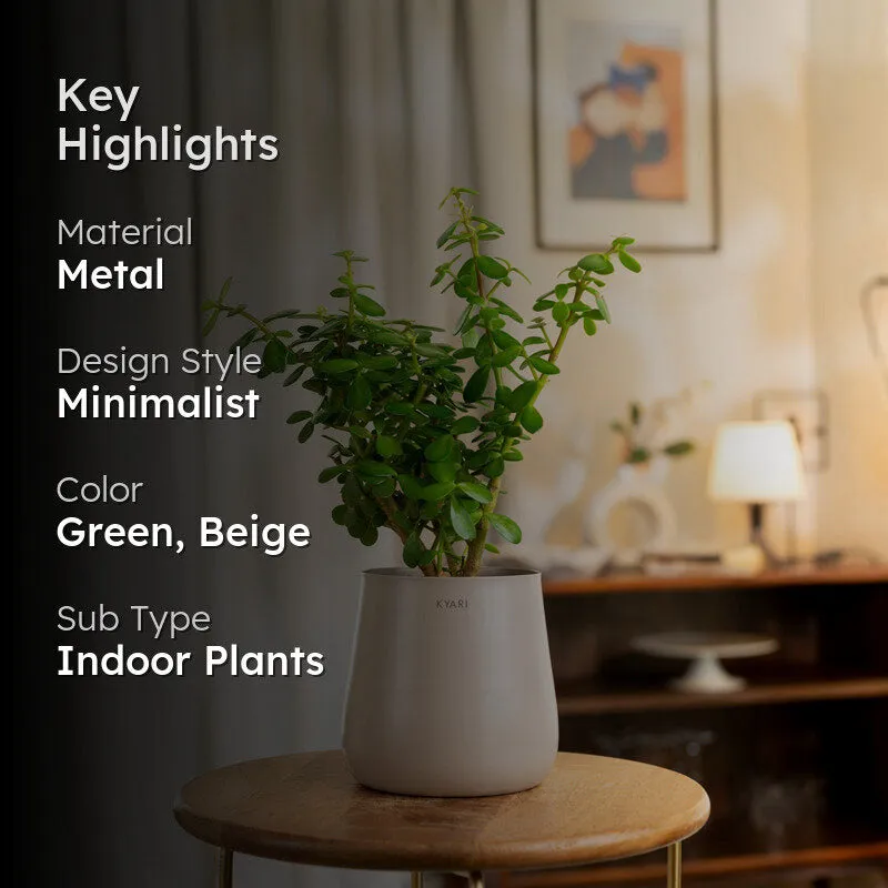 Kyari Lucky Jade Plant With Metal Self Watering Pot - Beige media 2