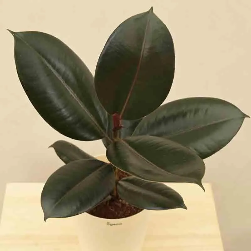 Ugaoo Rubber Plant - Medium media 5