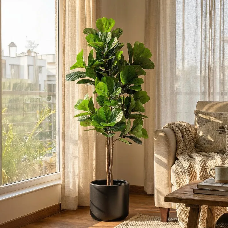 Verdelle Fiddle Fig Plant With Black Plastic Pot - 4.9 ft media 2