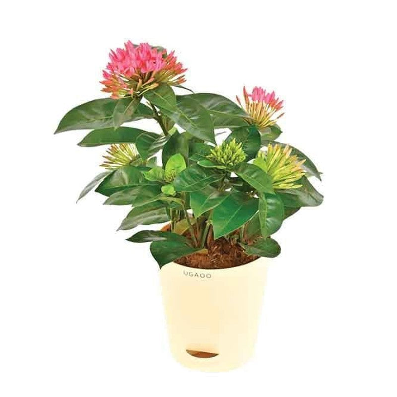 Ugaoo Ixora Rugmini Plant - Pink media 3