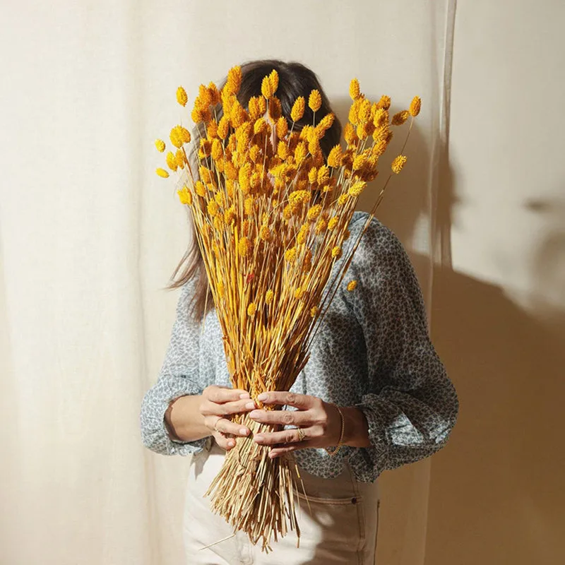 Dried Phalaris Flower Bunch (Yellow) - Set Of Thirty media 3