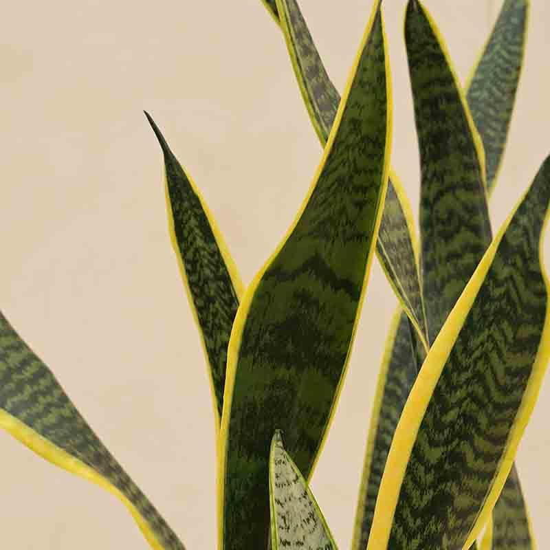 Ugaoo Sansevieria Laurentii Plant - XL media 4