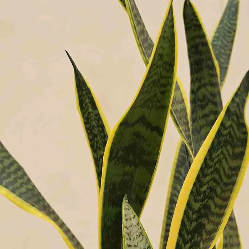 Ugaoo Sansevieria Laurentii Plant - XL media 4