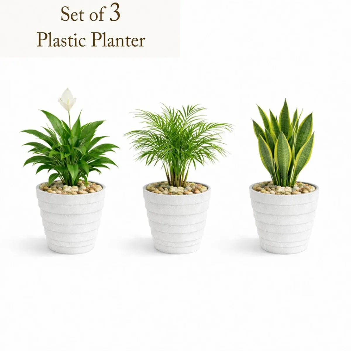 Three white planters shown with different green plants against a plain background