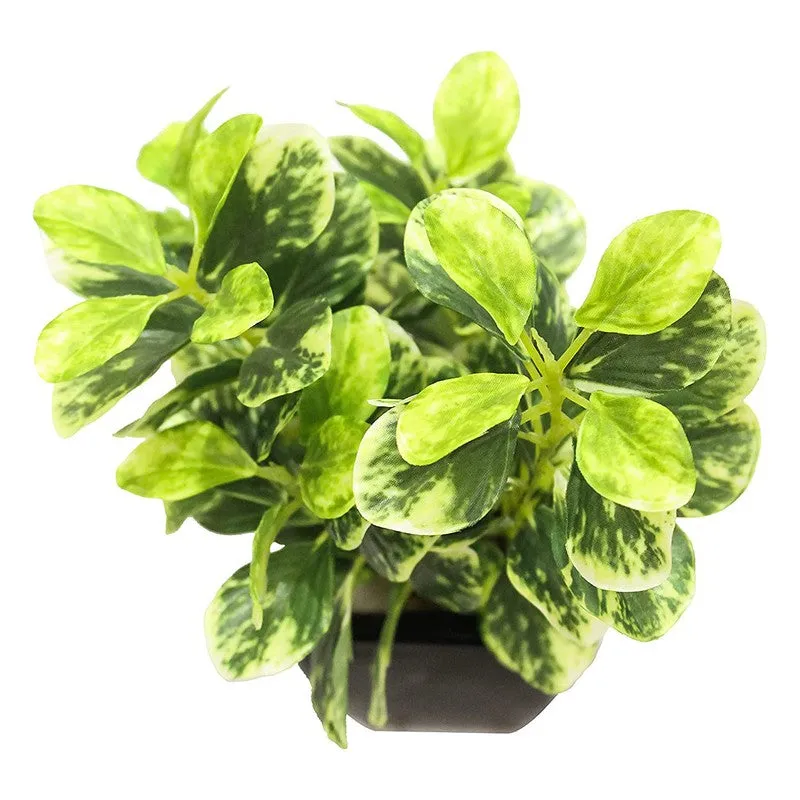 Artificial Coin Leaf Bonsai Plant With Ceramic Pot - 0.7 Feet media 5
