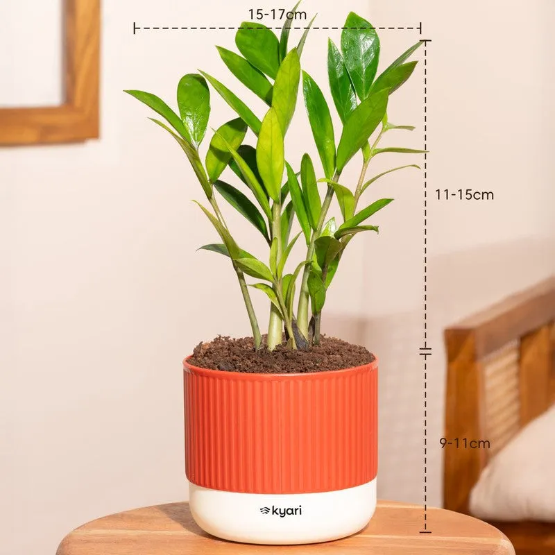 Kyari Zamia Green with Self Watering Pot - Red media 7