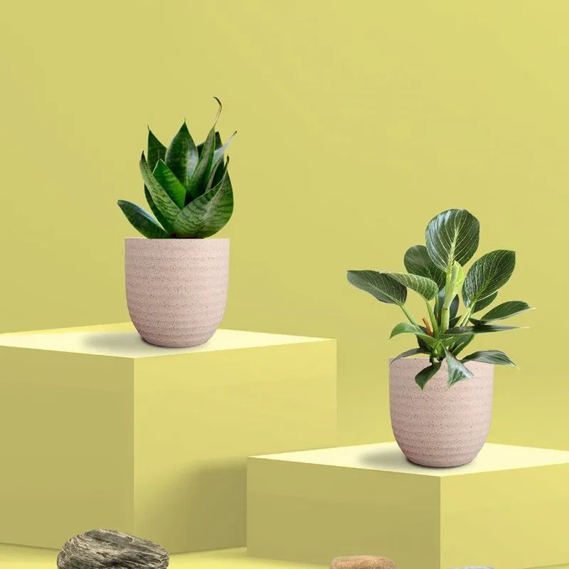 Greenkin Birkin & Snake Live Plants (Ivory) - Set Of Two media 3