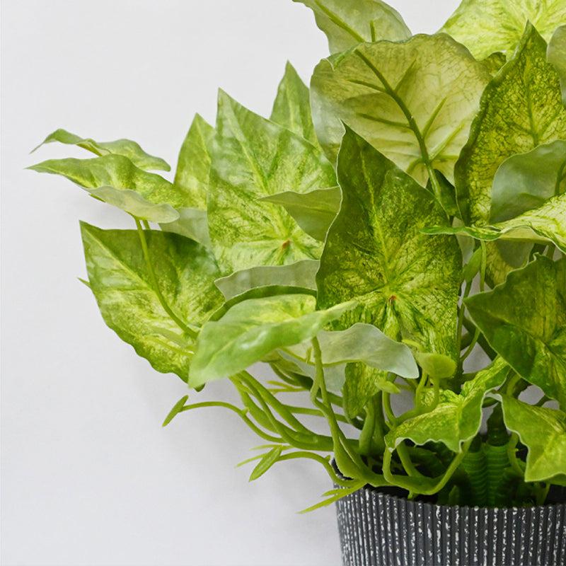 Caladix Artificial Caladium Plant With Black Plastic Pot - 40 cm media 3