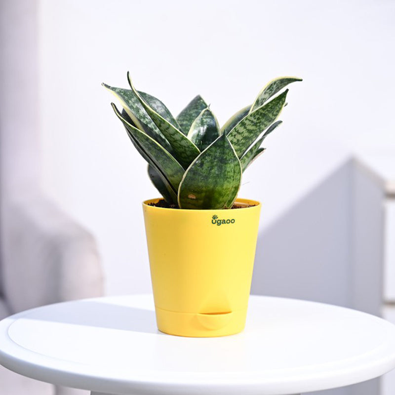Live Plants