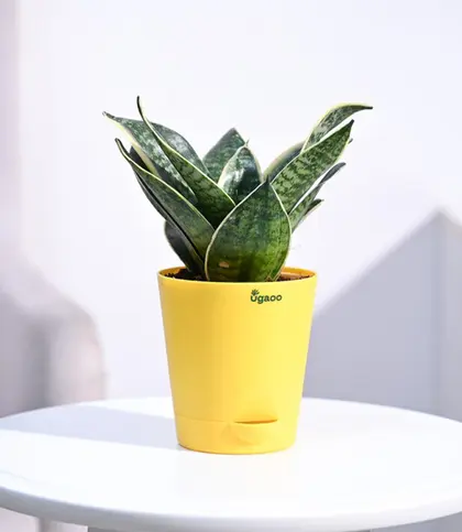 Live Plants