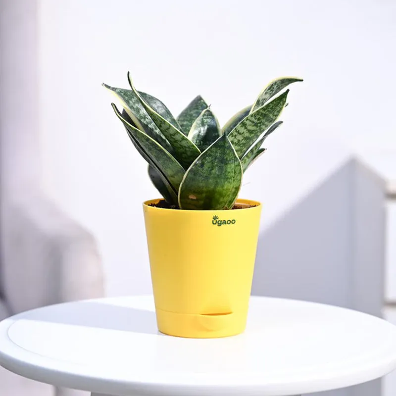 Ugaoo Snake Plant - Golden Hahnii media 1