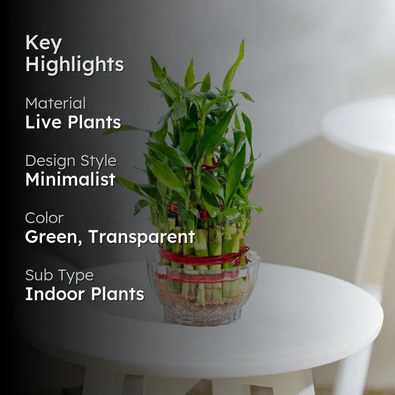 Ugaoo Lucky Bamboo Plant - 3 Layer media 2