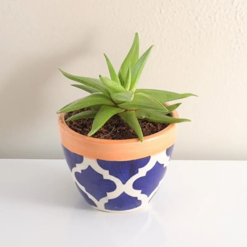 Ugaoo Apple Rose Ceramic Pot (10 CM) - Blue media 3