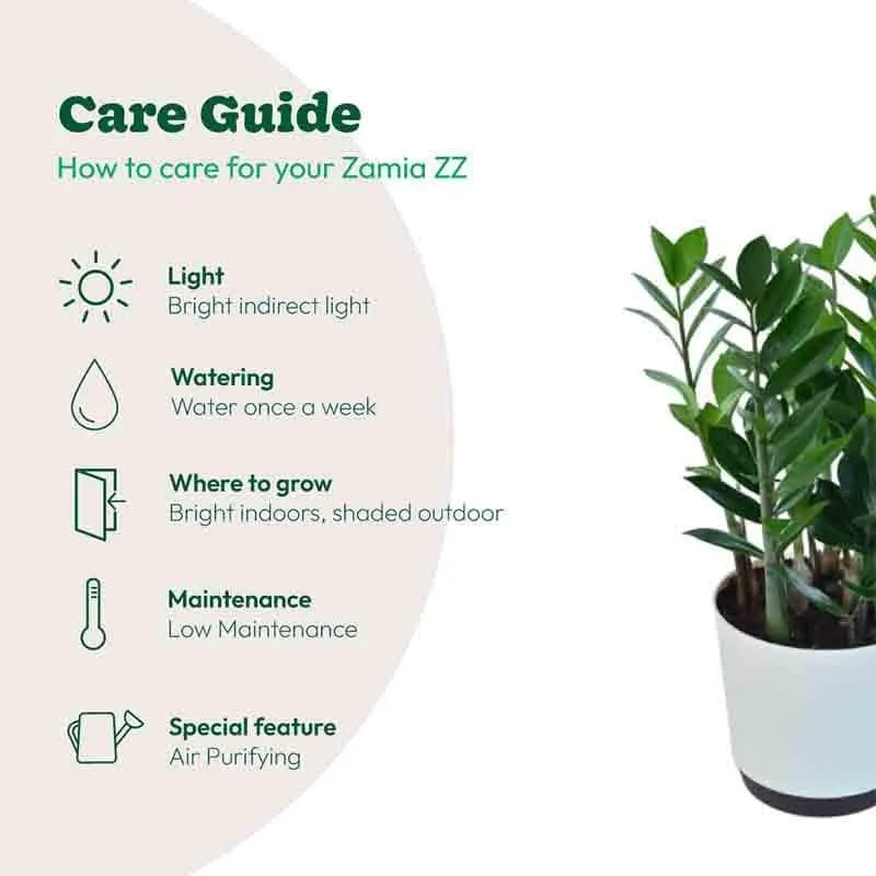 Ugaoo ZZ Plant - Big media 8