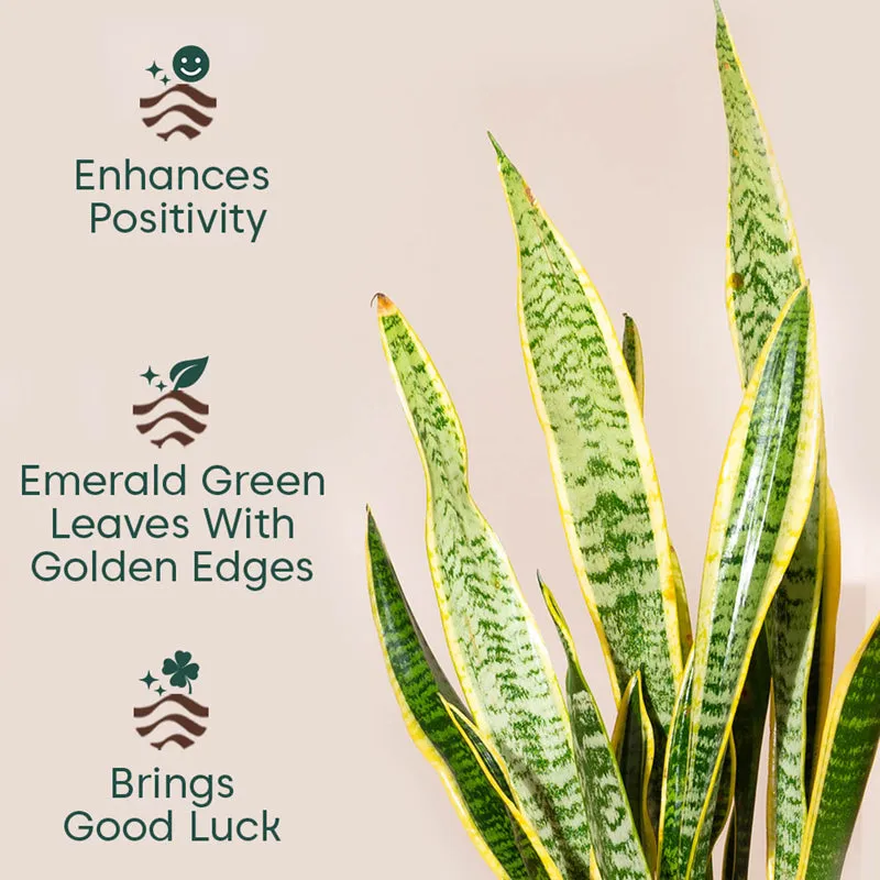 Kyari Sansevieria Zeylanica Golden Snake Plant With Metal Self Watering Pot (Grey) - 2.4 Feet media 3