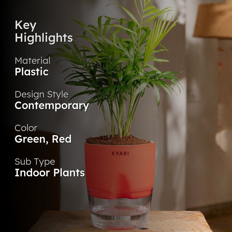 Kyari Chamaedorea Palm With Self Watering Pot (Red) - 18 cm media 2