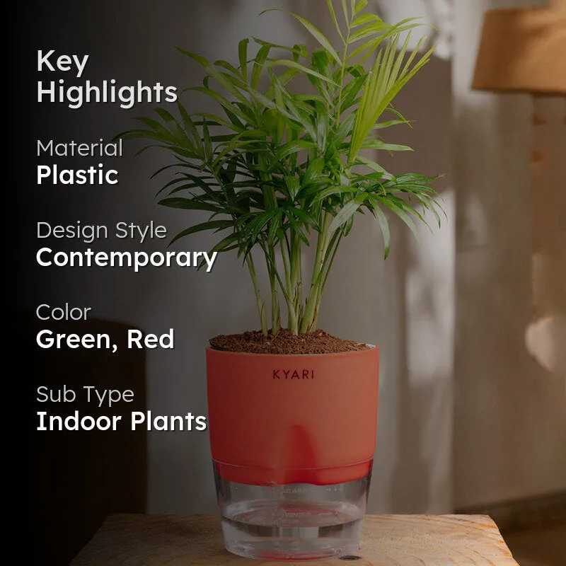 Kyari Chamaedorea Palm With Self Watering Pot (Red) - 18 cm media 2