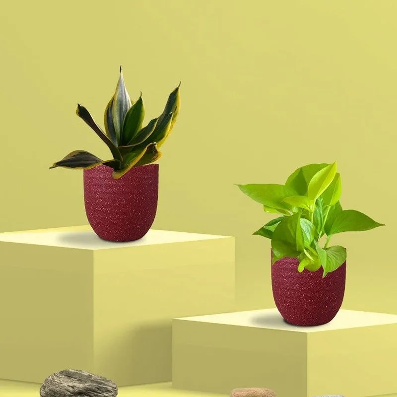 Greenkin Money Plant Golden & Golden Snake Live Plants (Red) - Set Of Two media 3
