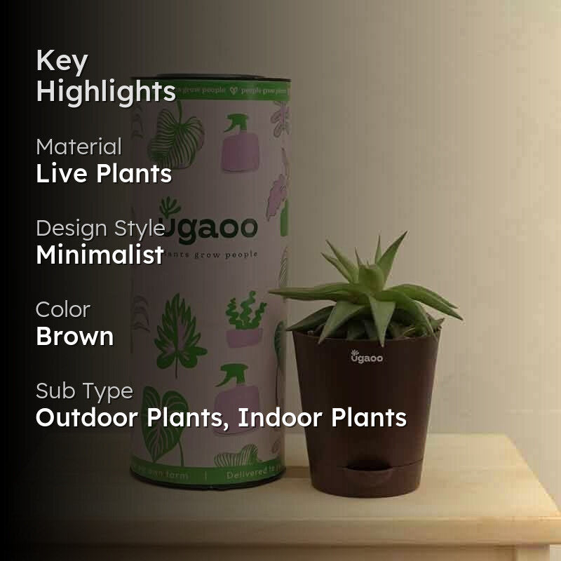 Ugaoo Haworthia Limifolia var. Ubomboensis Plant media 2