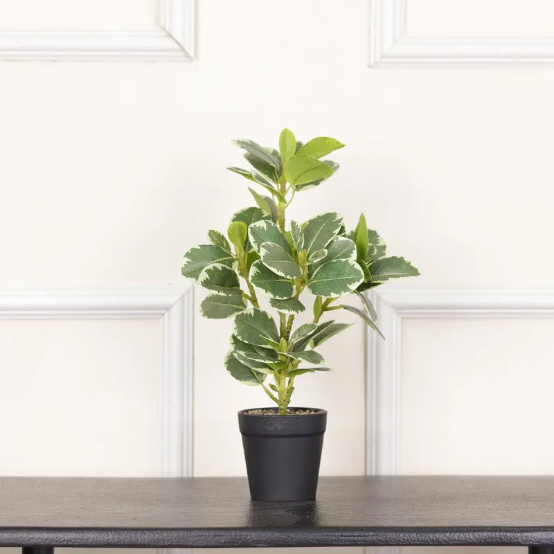 Artificial White Quercus Leaf Big Plant With Black Fiber Pot - 1.3 Feet media 3