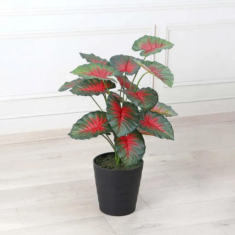 Verdant Caladium Artificial Plant Without Pot - 2.3 Feet media 2