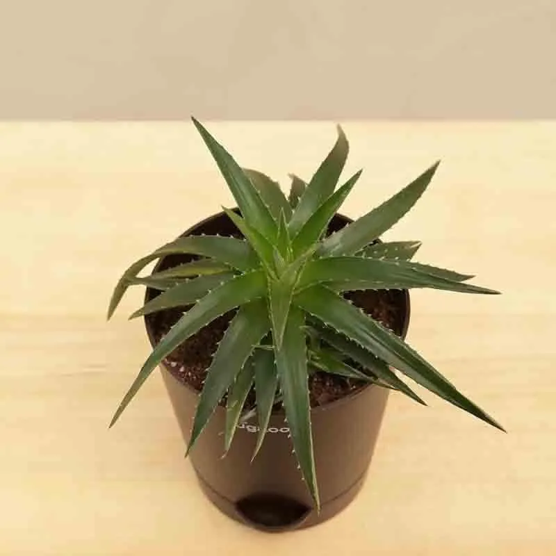 Ugaoo Aloe Vera Green Mini Plant media 7