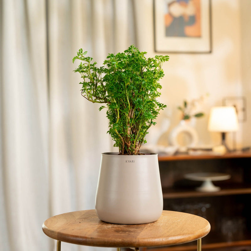 Kyari Aralia Green With Self Watering Metal Pot - Beige