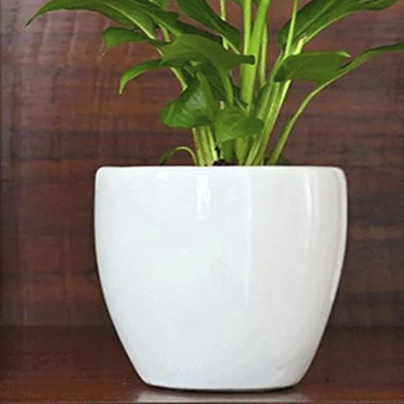 Ugaoo Natures Hum Ceramic Pot - White media 4