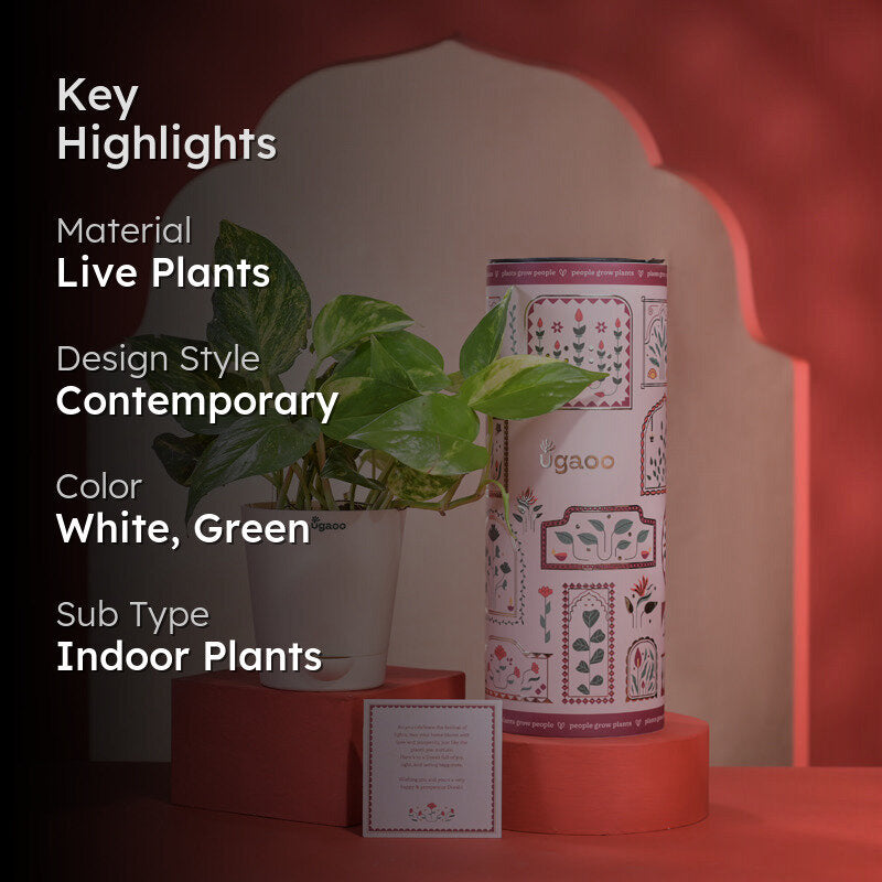 Money Plant With Self Watering Pot Diwali Gift media 2