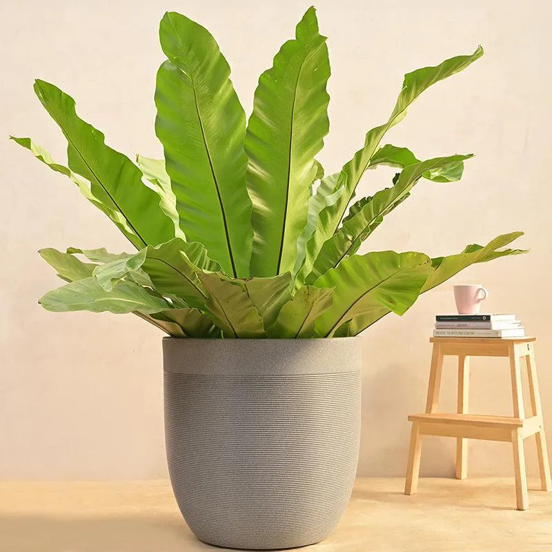 Ugaoo Orbridge Plastic Planter - Grey media 2