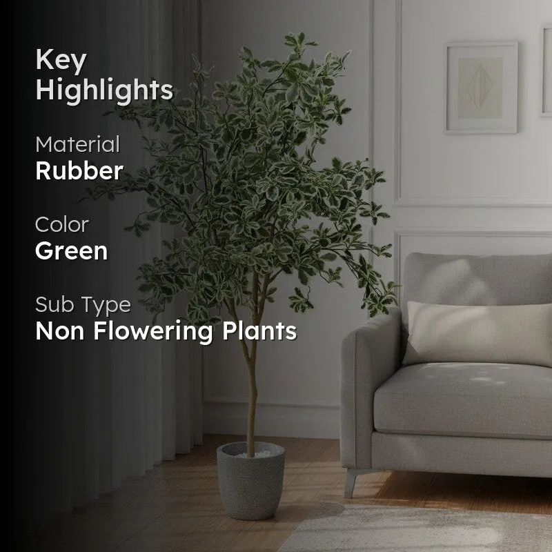 Plantara Artificial Baby Ficus Plant - 4.9 Feet media 2