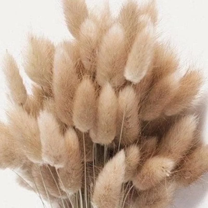 Naturally Dried Bunny Tail Stems (Beige) - Set of Thirty media 4