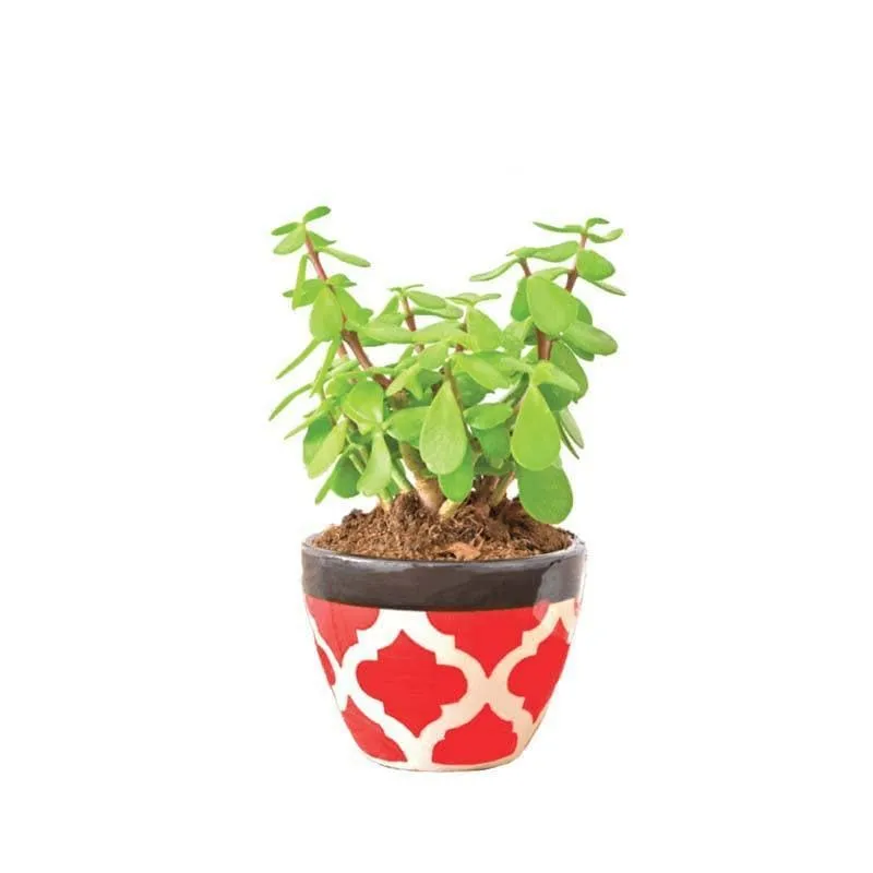Ugaoo Apple Rose Red Ceramic Pot media 3