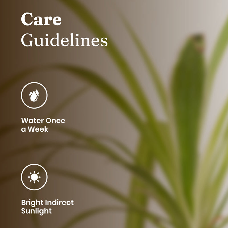 Kyari Spider Plant With Metal Self Watering Pot - Beige media 5