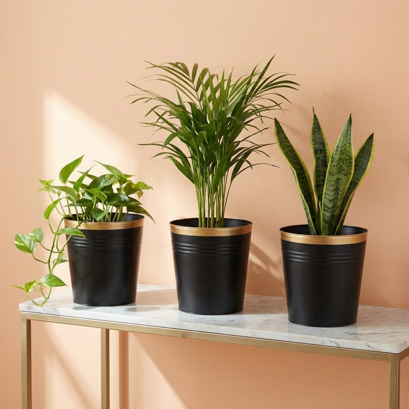 Leafora Iron Planter (Black) - Set Of Three media 3