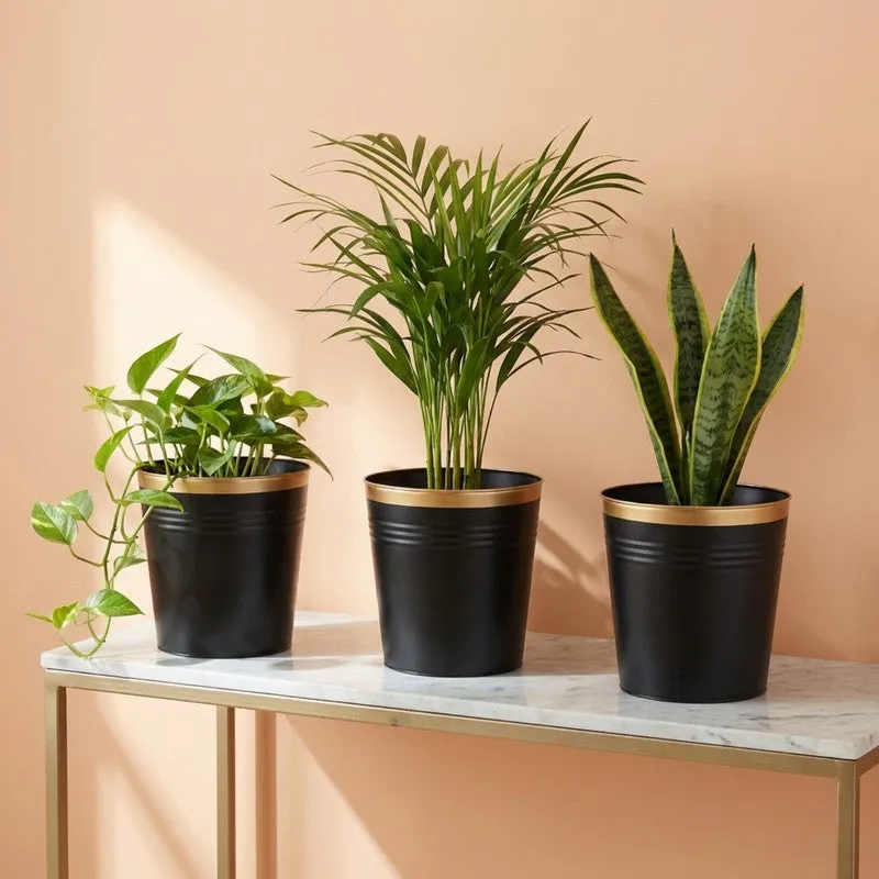 Leafora Iron Planter (Black) - Set Of Three media 3