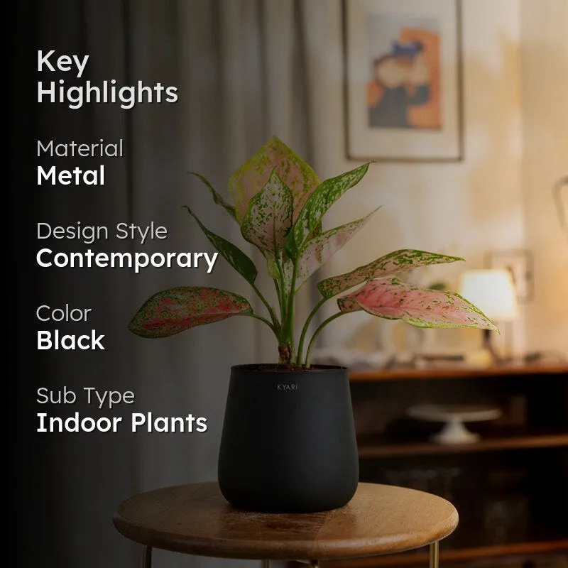 Kyari Aglaonema Pink Valentine Plant With Metal Self Watering Pot - Blue media 2
