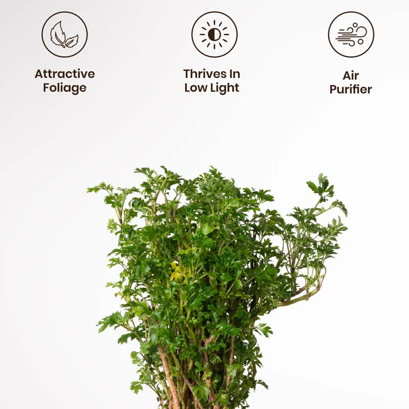 Kyari Aralia Plant With Metal Self Watering Pot (Yellow) - 1 Foot media 3